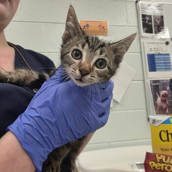 21 pilots -  Domestic Short Hair Cat for Adoption in Chattanooga, Tennessee - 21 Pilots | PetCurious