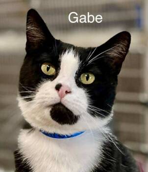 Rescue Turkish Van Cats for Adoption in St. George, Utah - Gabe | PetCurious