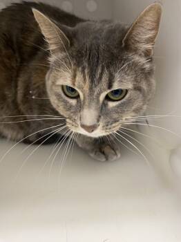Rescue Domestic Short Hair Cats for Adoption in Houston, Texas - Sunny | PetCurious
