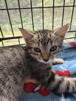 Brownie -  Domestic Short Hair Cat for Adoption in Peconic, New York - Brownie | PetCurious