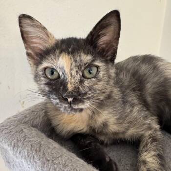 Tiramisu -  Domestic Short Hair Cat for Adoption in Sunrise, Florida - Tiramisu | PetCurious