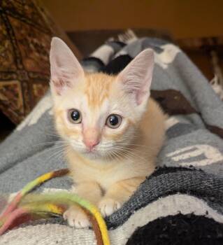 Sammy Sunbeam -  Domestic Short Hair Cat for Adoption in Trenton, New Jersey - Sammy Sunbeam | PetCurious