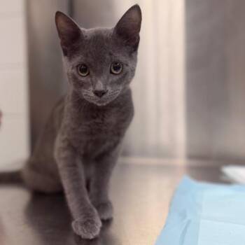 Sake -  Domestic Short Hair Cat for Adoption in Sarasota, Florida - Sake | PetCurious