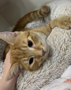 Pooh -  Tabby Cat for Adoption in Cuyahoga Falls, Ohio - Pooh | PetCurious