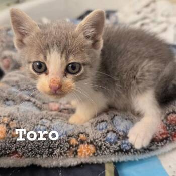 Torro -  Domestic Short Hair Cat for Adoption in Belfair, Washington - Torro | PetCurious