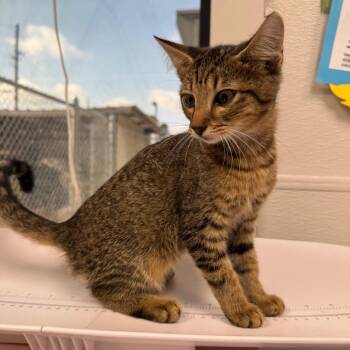 Hagrid -  Domestic Short Hair Cat for Adoption in Columbiana, Alabama - Hagrid | PetCurious
