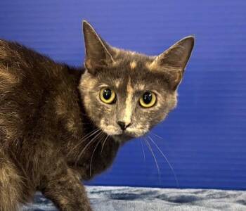 Minute -  Domestic Medium Hair Cat for Adoption in Hawk Point, Missouri - Minute | PetCurious