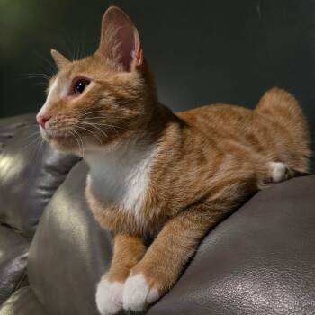 Andy -  Domestic Short Hair Cat for Adoption in Centerville, Tennessee - Andy | PetCurious