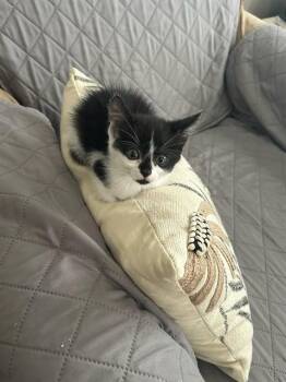 CLEMENTINE -  Domestic Medium Hair Cat for Adoption in Modesto, California - CLEMENTINE | PetCurious