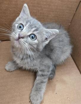 Rescue Domestic Short Hair Cats for Adoption in Dallas, Texas - ORIEA | PetCurious