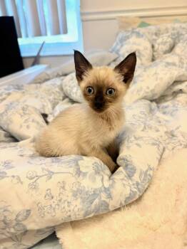 Simon & Shelly BONDED -  Siamese and Domestic Short Hair Cat for Adoption in Boca Raton, Florida - Simon & Shelly BONDED | PetCurious