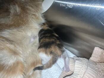 BUTTERCUP -  Domestic Short Hair Cat for Adoption in Ocala, Florida - BUTTERCUP | PetCurious