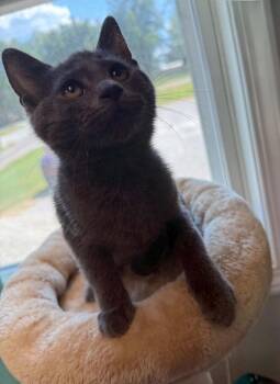 Ravenpaw -  Domestic Short Hair Cat for Adoption in Evansville, Indiana - Ravenpaw | PetCurious