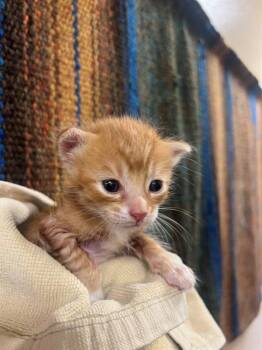 A1931728 -  Domestic Short Hair Cat for Adoption in Thousand Palms, California - A1931728 | PetCurious