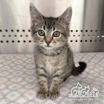 Domestic Short Hair Cats Available for Adoption in Irvine, California - STERLING | PetCurious