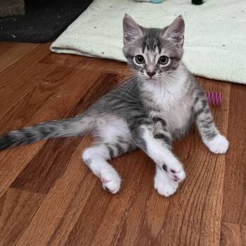 Nio -  Domestic Short Hair Cat for Adoption in Wilmington, Delaware - Nio | PetCurious