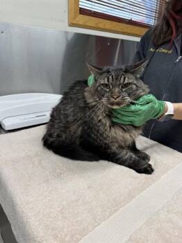 ZIGGY -  Domestic Long Hair Cat for Adoption in Fairbanks, Alaska - ZIGGY | PetCurious