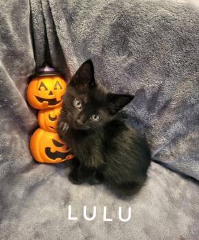 LuLu (Available 9/25/26) -  Domestic Short Hair Cat for Adoption in Williamsburg, Iowa - LuLu (Available 9/25/26) | PetCurious