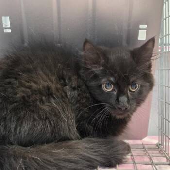 carl -  Domestic Long Hair Cat for Adoption in Des Moines, Iowa - Carl | PetCurious