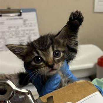 Splash -  Domestic Short Hair Cat for Adoption in Tempe, Arizona - Splash | PetCurious