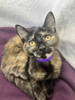 Rescue Tortoiseshell Cats for Adoption in Tavares, Florida - BooBoo | PetCurious