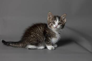 Domestic Short Hair Cats Available for Adoption in Ames, Iowa - PENNI | PetCurious