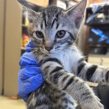 Dune -  Domestic Short Hair Cat for Adoption in Birmingham, Alabama - Dune | PetCurious