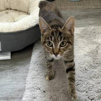 Manx and Domestic Short Hair Cats Available for Adoption in Knoxville, Tennessee - Etch | PetCurious