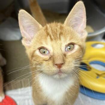 Chantzy -  Domestic Short Hair Cat for Adoption in North Myrtle Beach, South Carolina - Chantzy | PetCurious