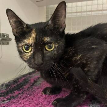 Coraline -  Domestic Short Hair Cat for Adoption in San Antonio, Texas - Coraline | PetCurious