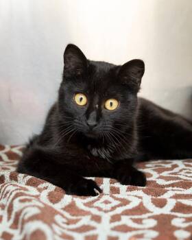 Domestic Short Hair Cats Available for Adoption - Bo Peep | PetCurious
