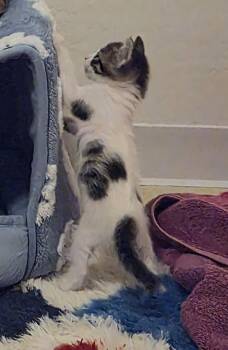 Clover Shamrock -  Domestic Short Hair and Tabby Cat for Adoption in Chandler, Arizona - Clover Shamrock | PetCurious