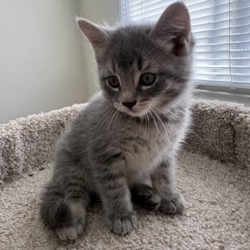 Sparrow -  Domestic Short Hair Cat for Adoption in Ottawa, Ontario - Sparrow | PetCurious