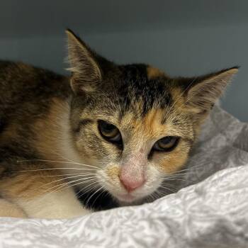 Tater Tot -  Domestic Short Hair Cat for Adoption in Chattanooga, Tennessee - Tater Tot | PetCurious