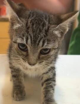 TIGRESS -  Domestic Short Hair Cat for Adoption in Elizabethton, Tennessee - TIGRESS | PetCurious