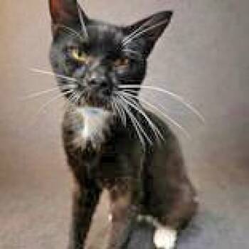 Joey -  Domestic Short Hair Cat for Adoption in Portsmouth, Ohio - Joey | PetCurious