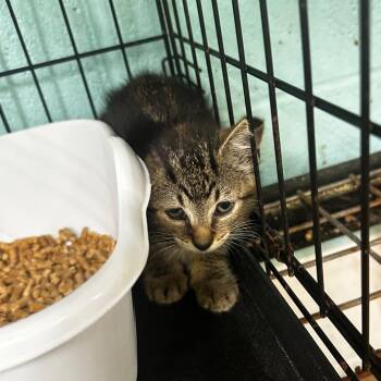 Silver Surfer -  Domestic Short Hair Cat for Adoption in Gadsden, Alabama - Silver Surfer | PetCurious