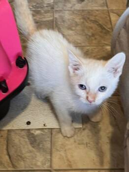 Little Chloe -  Siamese and Domestic Short Hair Cat for Adoption in Thatcher, Arizona - Little Chloe | PetCurious