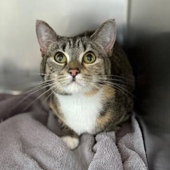 Domestic Short Hair Cats Available for Adoption in Council Bluffs, Iowa - Hoppy | PetCurious