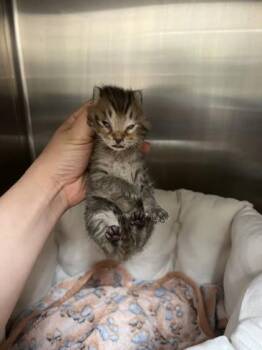 Paulie -  Domestic Short Hair Cat for Adoption in Farmers Branch, Texas - Paulie | PetCurious