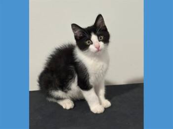 ORCA -  Domestic Short Hair Cat for Adoption in Fort Wayne, Indiana - ORCA | PetCurious
