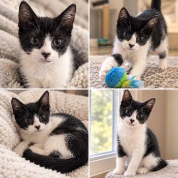 Alex -  Domestic Short Hair Cat for Adoption in Palmetto Bay, Florida - Alex | PetCurious