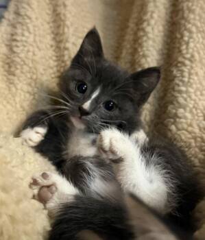 Keylime -  Domestic Short Hair Cat for Adoption in Lovingston, Virginia - Keylime | PetCurious