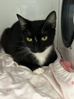 Weeble -  Domestic Short Hair Cat for Adoption in Roseville, California - Weeble | PetCurious