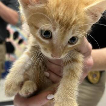 Sharky -  Domestic Short Hair Cat for Adoption in Lufkin, Texas - Sharky | PetCurious