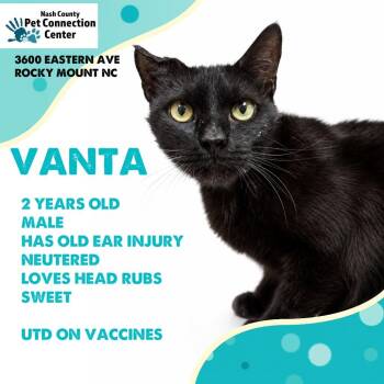 VANTA  RESCUED! -  Domestic Short Hair Cat for Adoption in Nashville, North Carolina - VANTA  RESCUED! | PetCurious