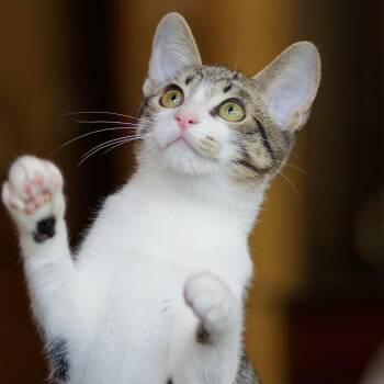 Georgia -  Domestic Short Hair Cat for Adoption in Sonora, California - Georgia | PetCurious