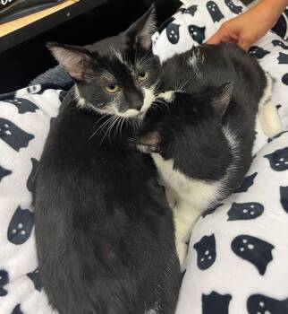 Rescue Domestic Medium Hair Cats for Adoption in South Elgin, Illinois - Dipper & Mabel | PetCurious