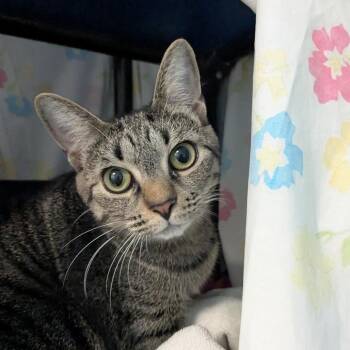 Dayda -  Domestic Short Hair Cat for Adoption in Hendersonville, North Carolina - Dayda | PetCurious