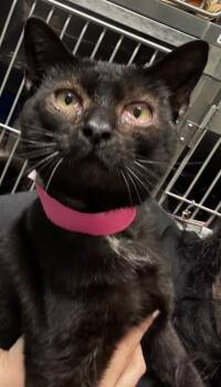Baloo -  Domestic Short Hair Cat for Adoption in Fishers, Indiana - Baloo | PetCurious